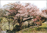 樹齢400年の山桜